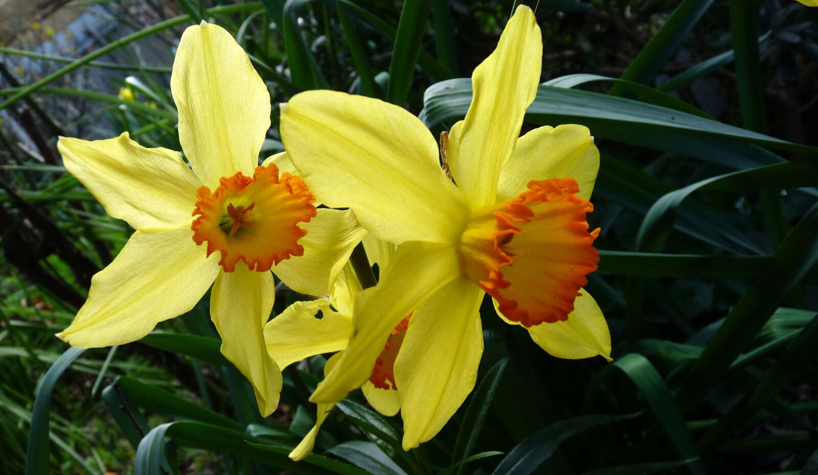 Panasonic Lumix DMC-FZ28 sample photo. Daffodils, spring, narcissus photography