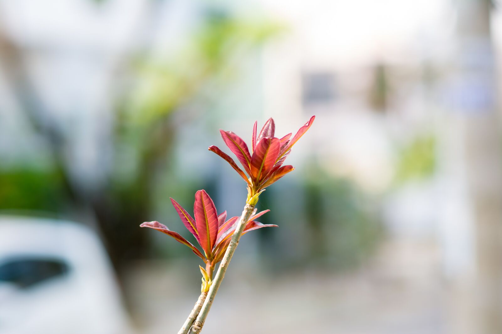 Nikon D5200 sample photo. Tree, green, nature photography