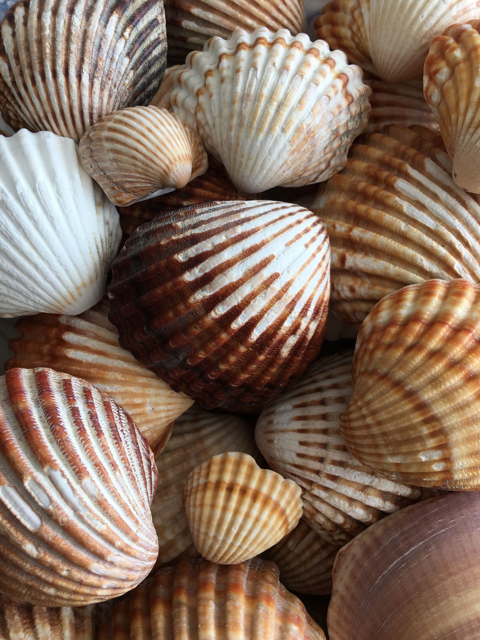 iPhone 6s Plus back camera 4.15mm f/2.2 sample photo. Snails, sea, seashell photography