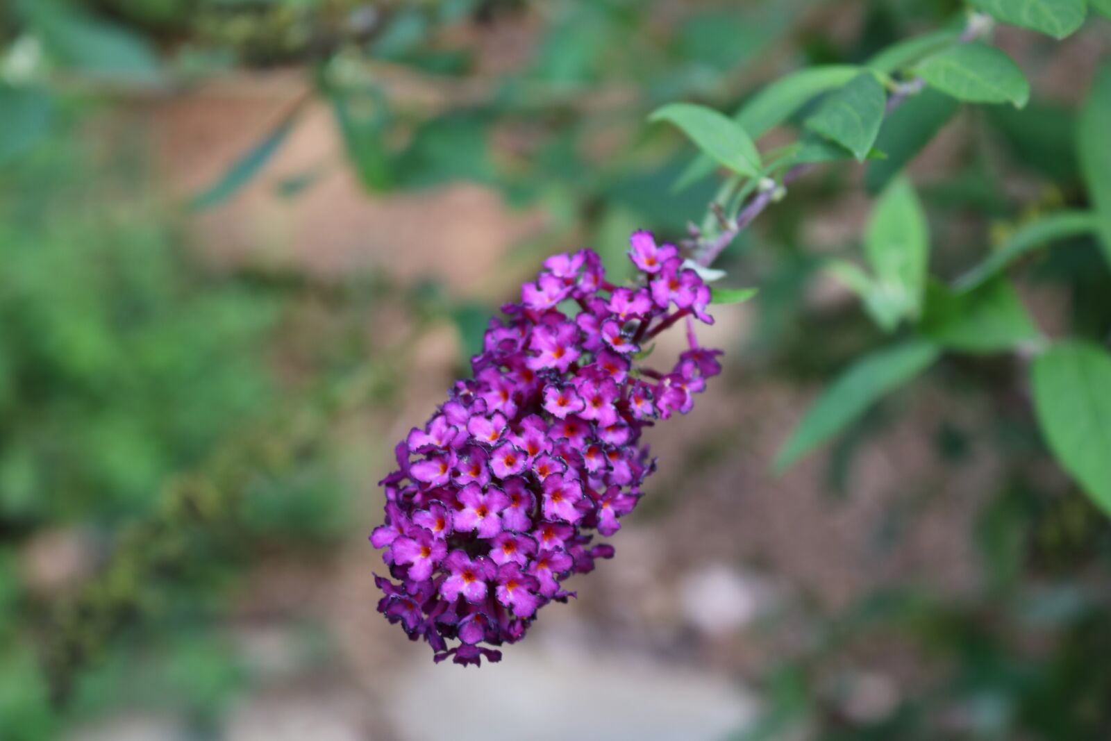 Canon EOS 750D (EOS Rebel T6i / EOS Kiss X8i) sample photo. North carolina, purple, mountains photography