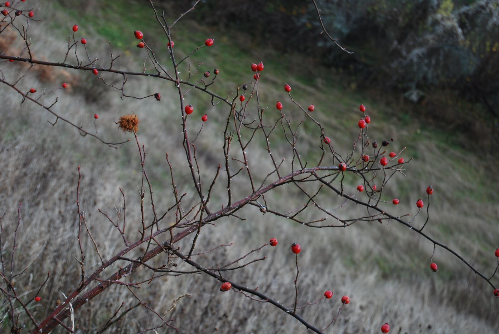 Nikon D60 sample photo. Nature, red, plant photography