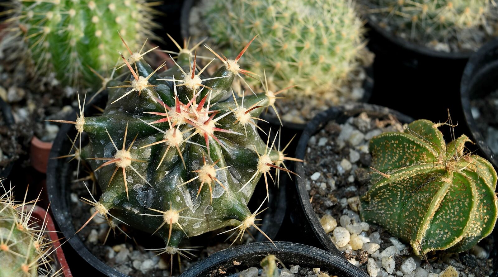 Nikon D5500 sample photo. Cactus, spike, nature, sharp photography