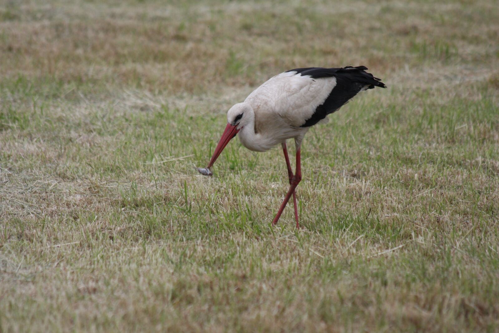 Canon EOS 40D sample photo. Stork, white stork, rattle photography