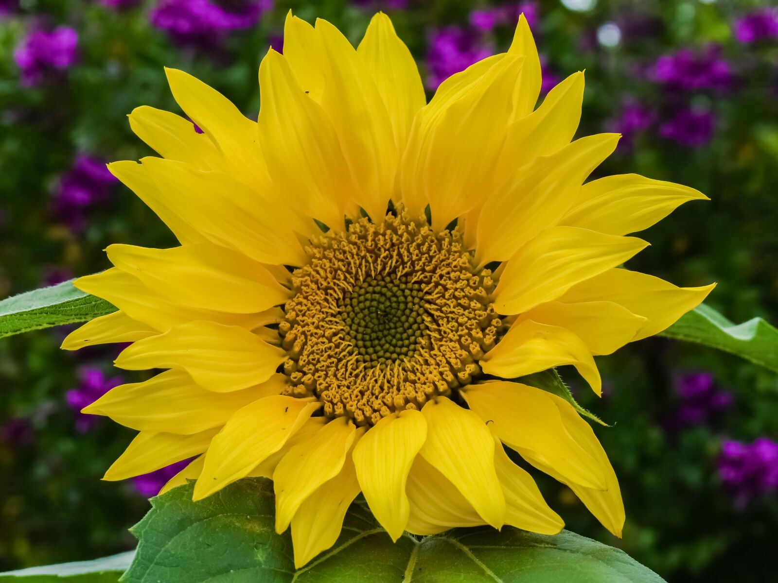 Nikon D3300 sample photo. Sunflower, nature, flower photography