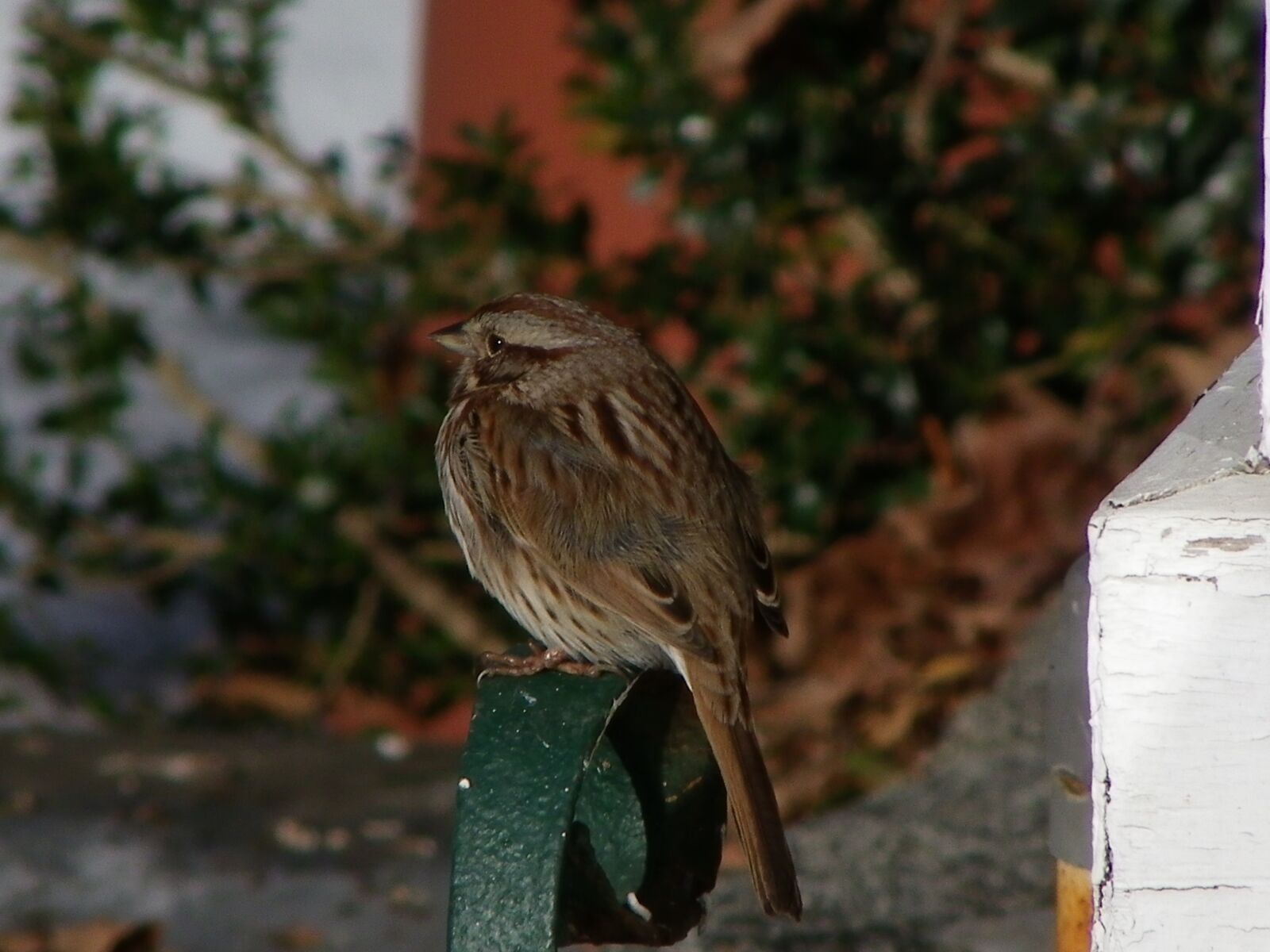 Pentax X90 sample photo. Sparrow, winter, boot scraper photography
