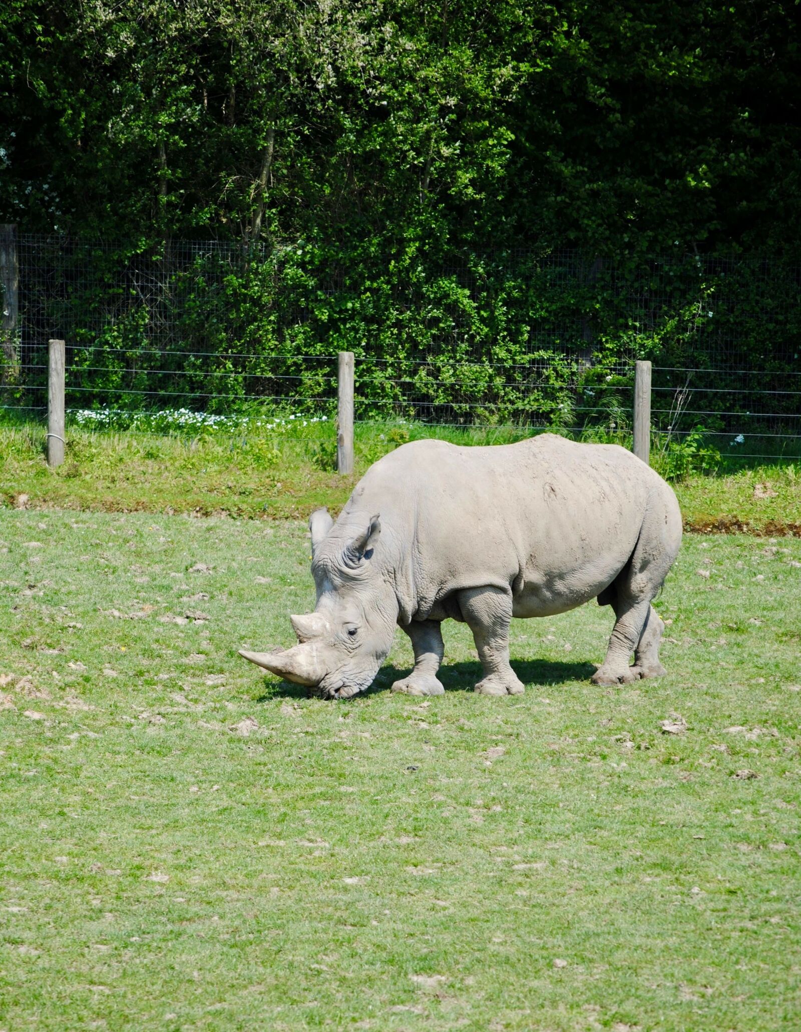 Nikon D3000 sample photo. Rhino, cerza, savannah photography