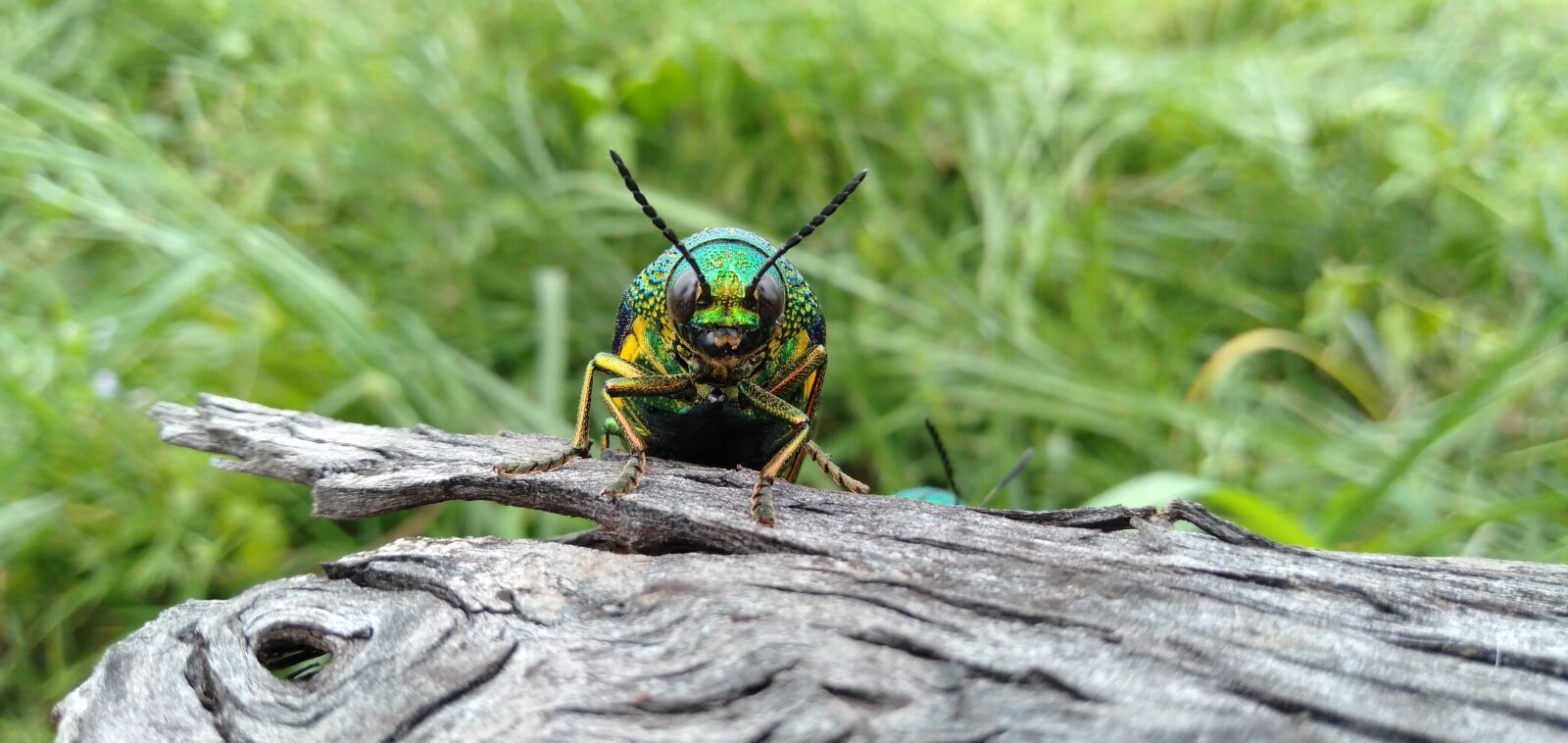 OPPO A3S sample photo. Insect, blue, wildlife photography