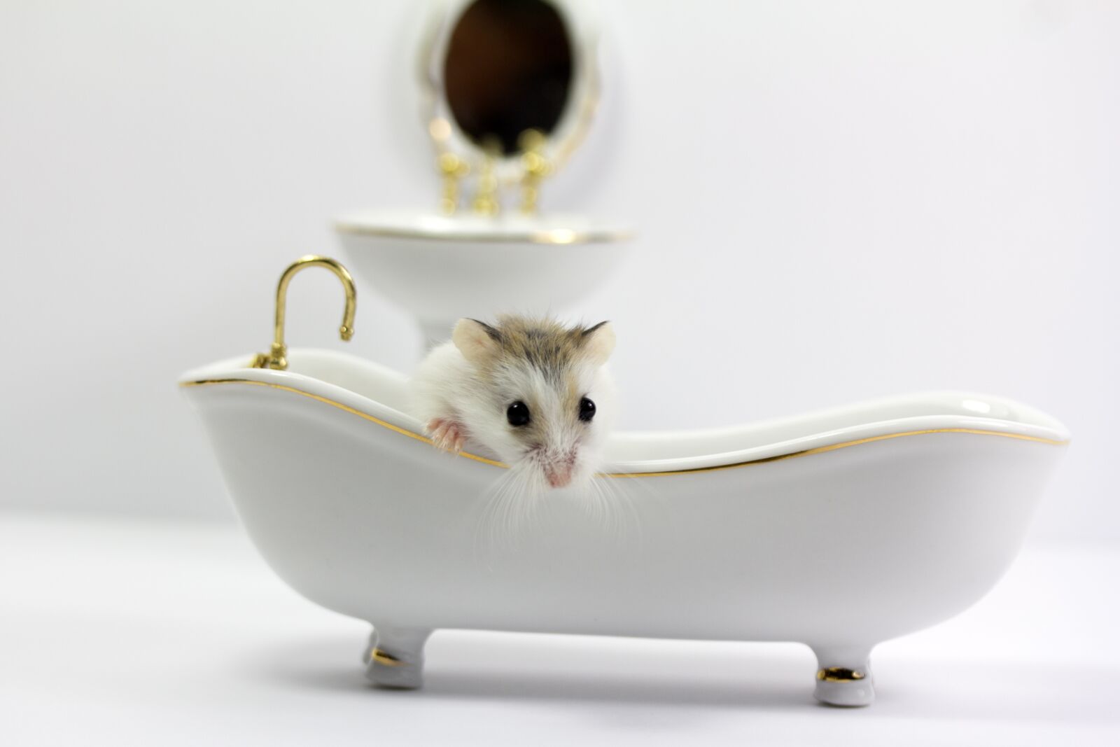 Canon EOS 60D sample photo. Mouse, mice, pet photography