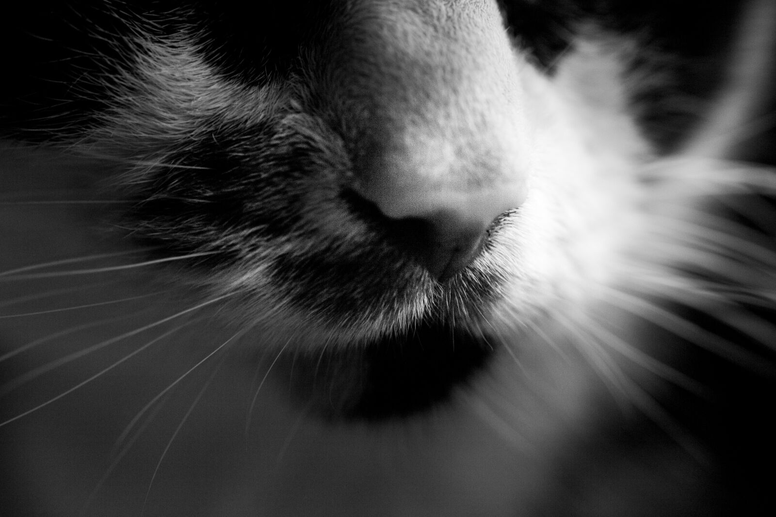 Canon EOS 6D + Sigma 70mm F2.8 EX DG Macro sample photo. Cats, nose, cat photography