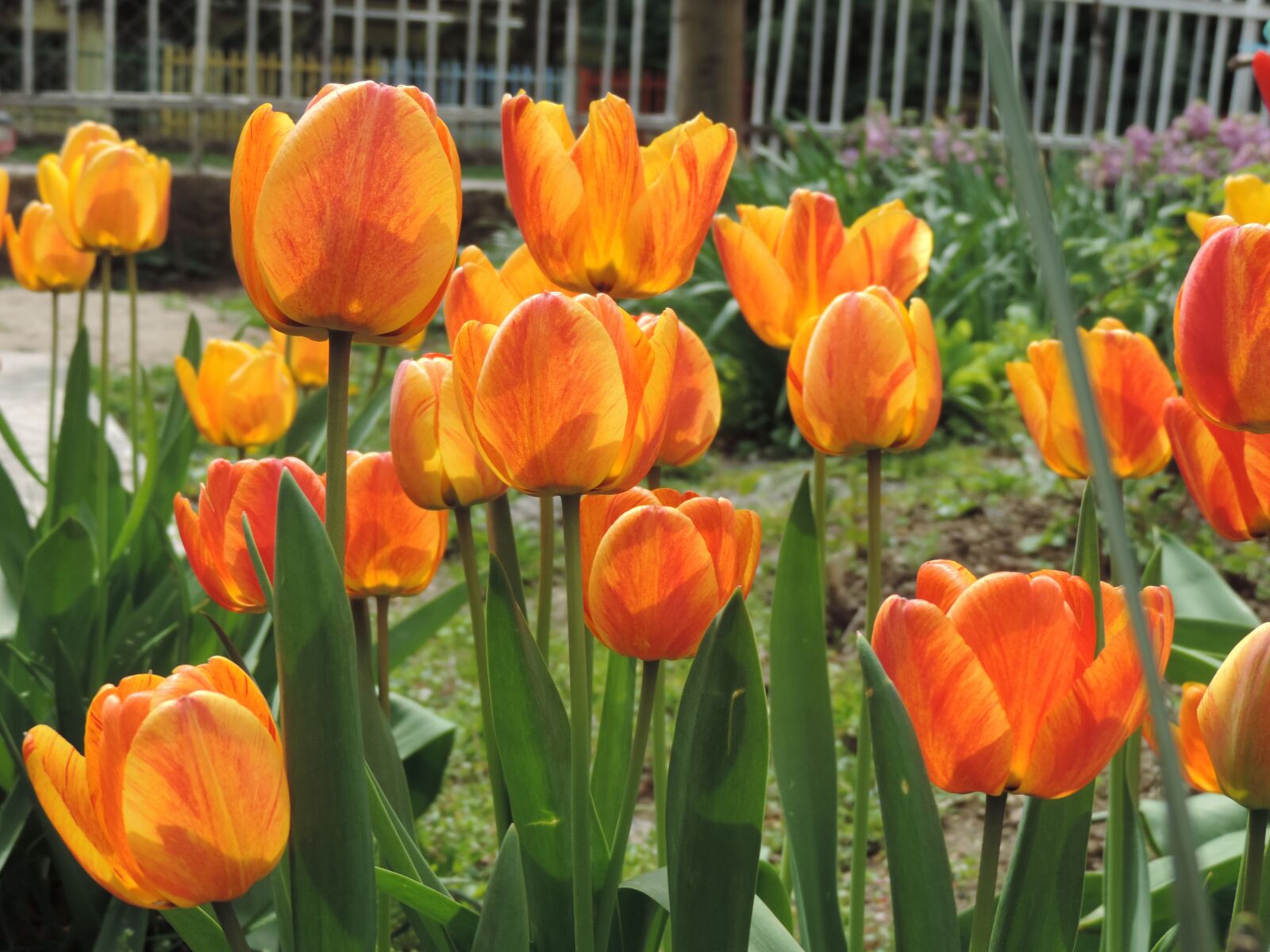Nikon Coolpix P520 sample photo. Tulip, garden, flower photography
