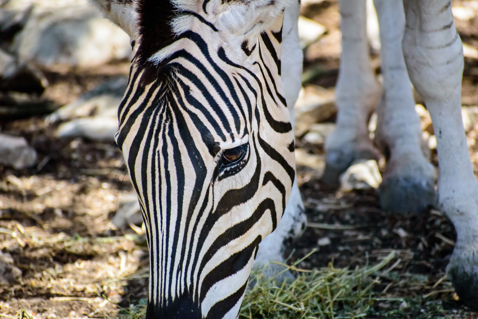 Nikon D3500 sample photo. Zebra, striped, zoo photography