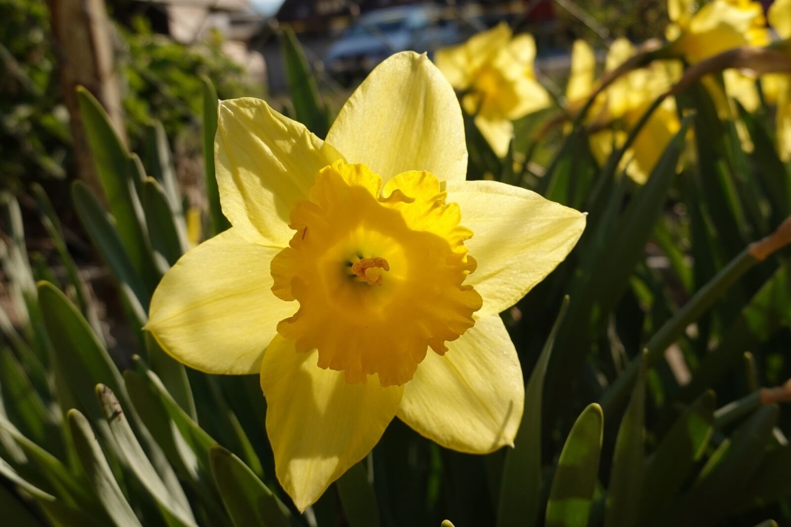 Sony DSC-RX100M7 sample photo. Yellow, spring, garden photography