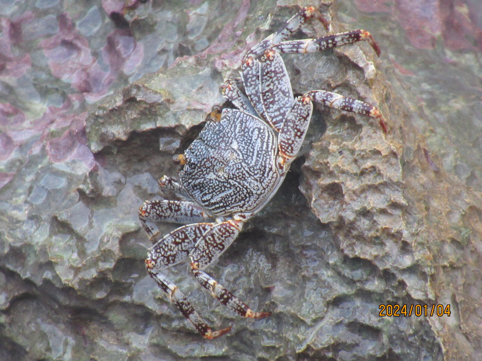 Canon PowerShot SX620 HS sample photo. Life as a crab photography