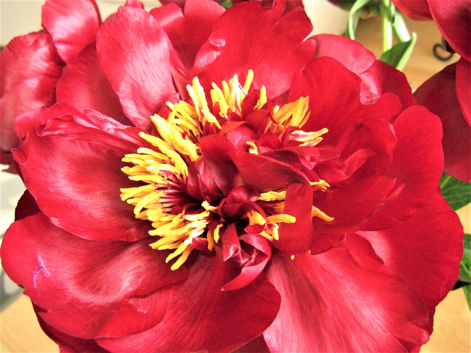 Canon POWERSHOT A720 IS sample photo. Red peony, peonies, flower photography