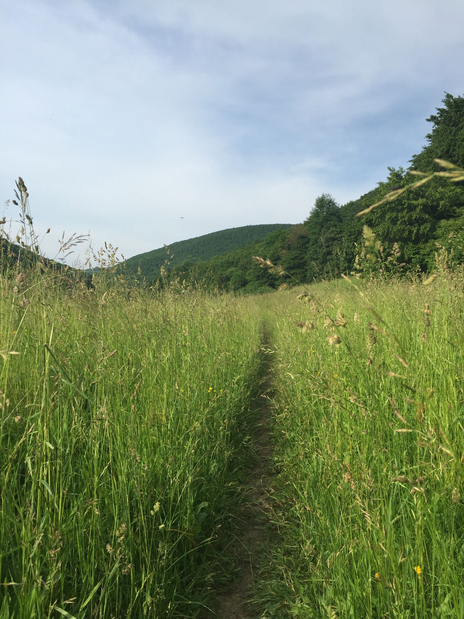 iPhone 6 back camera 4.15mm f/2.2 sample photo. Road, summer, nature photography