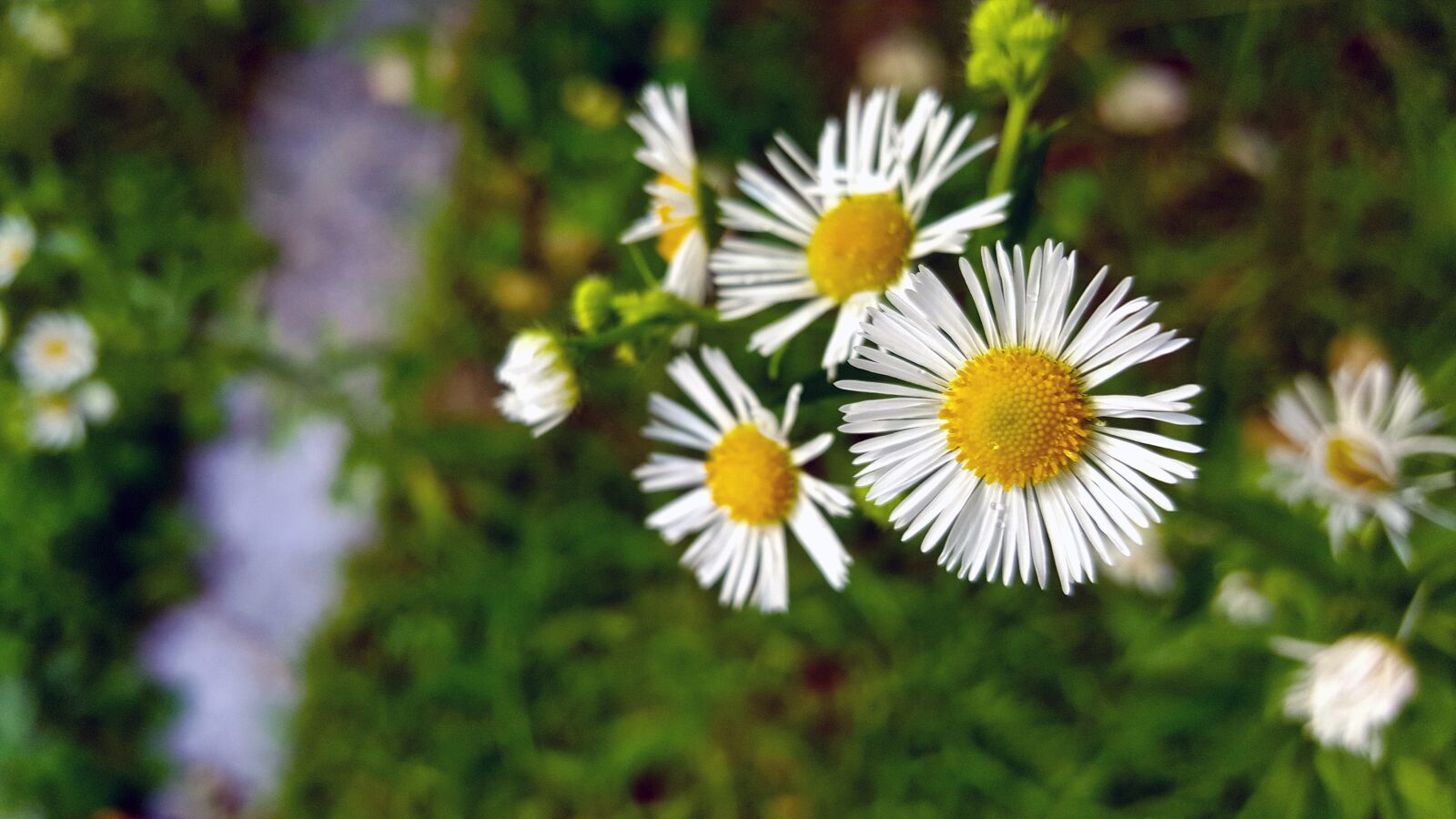 Samsung Galaxy Note5 sample photo. Summer, flowers, the dog photography