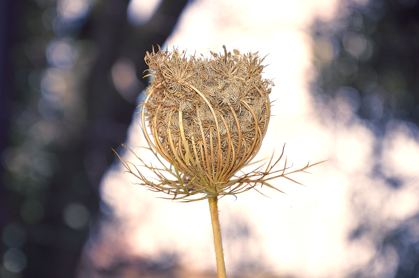 Nikon D3200 sample photo. Blur, countryside, flower, macro photography
