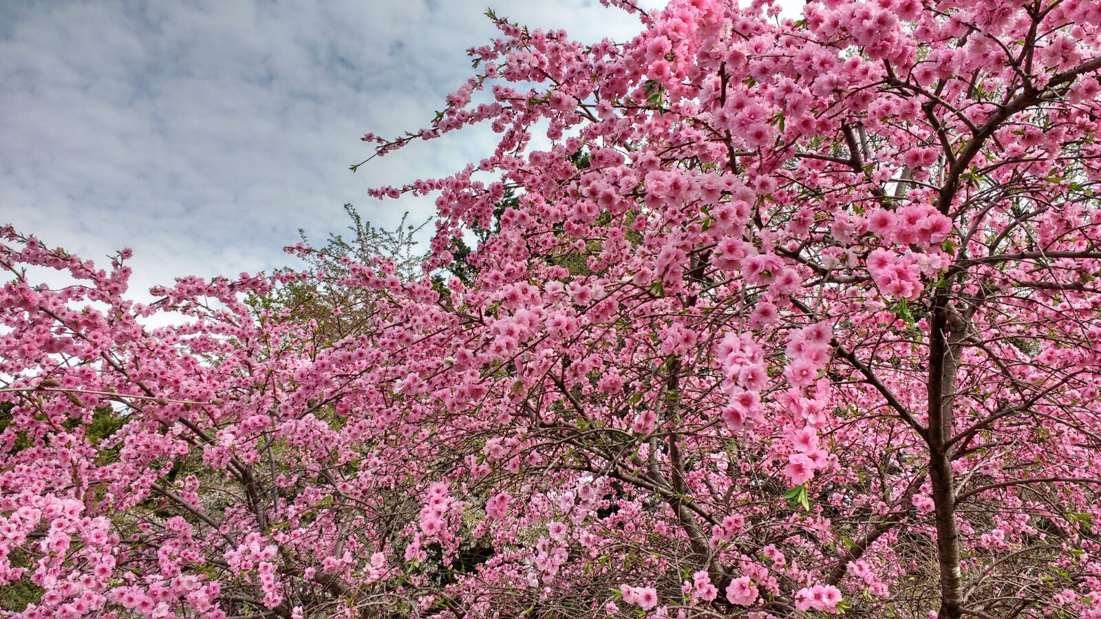 Motorola MotoG3 sample photo. Pink, cherry, blossoms photography