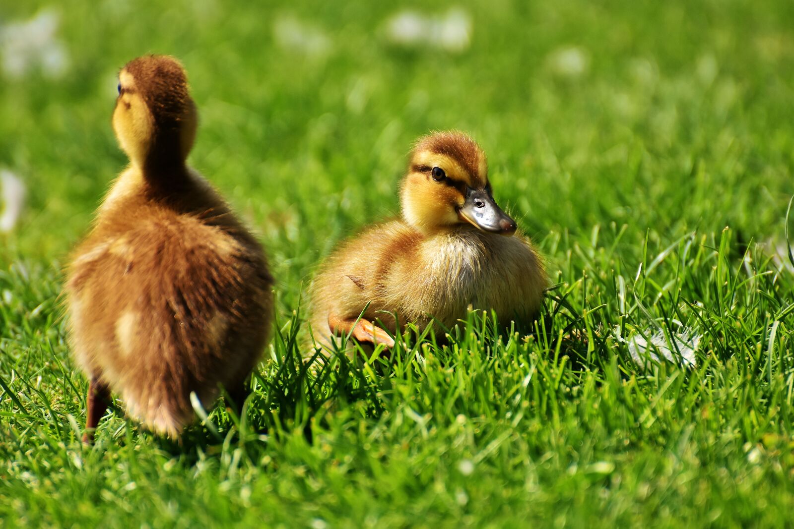 Nikon D7200 sample photo. Chicks, ducklings, mallard photography