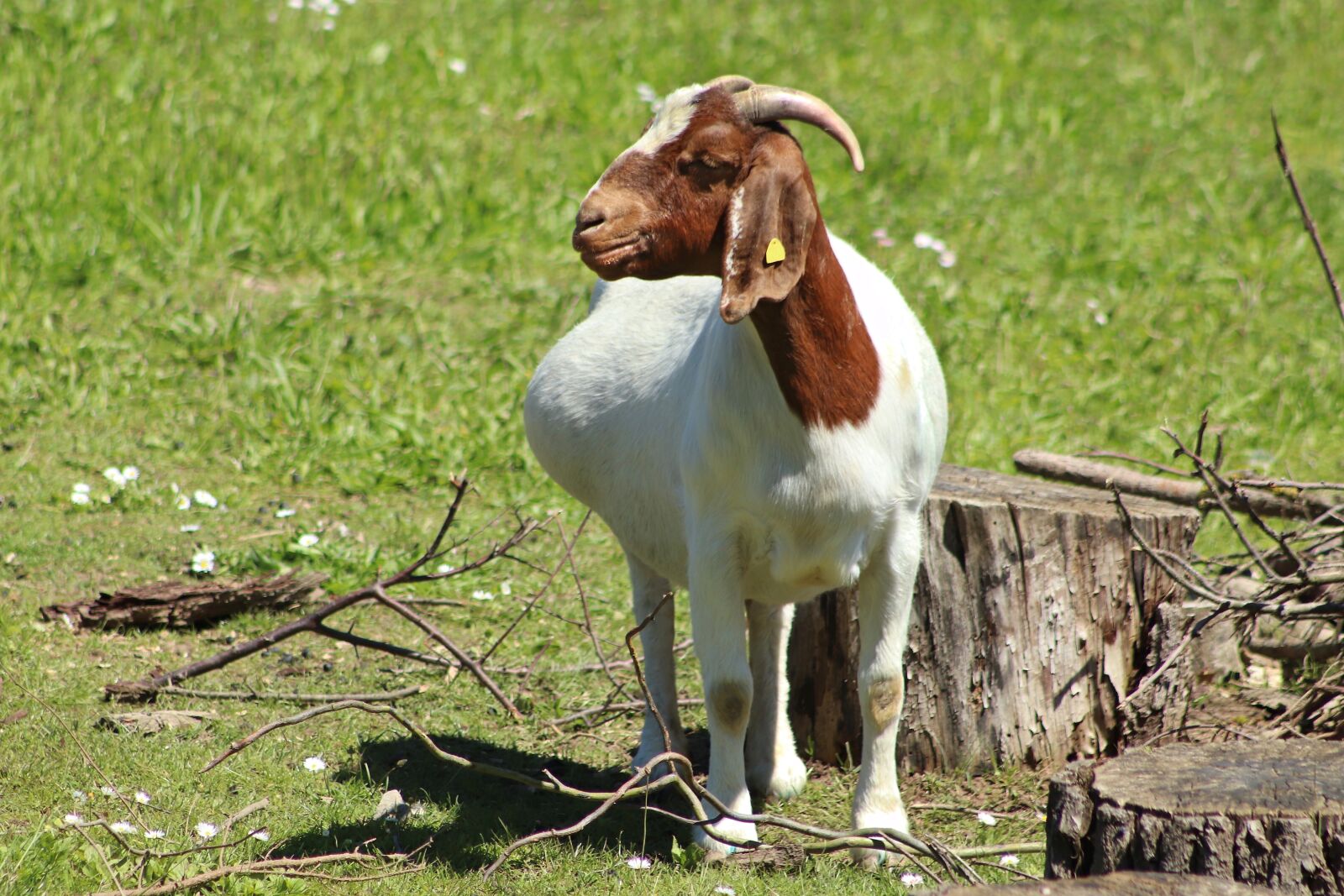Canon EOS 800D (EOS Rebel T7i / EOS Kiss X9i) sample photo. Goat, pregnant, playful photography