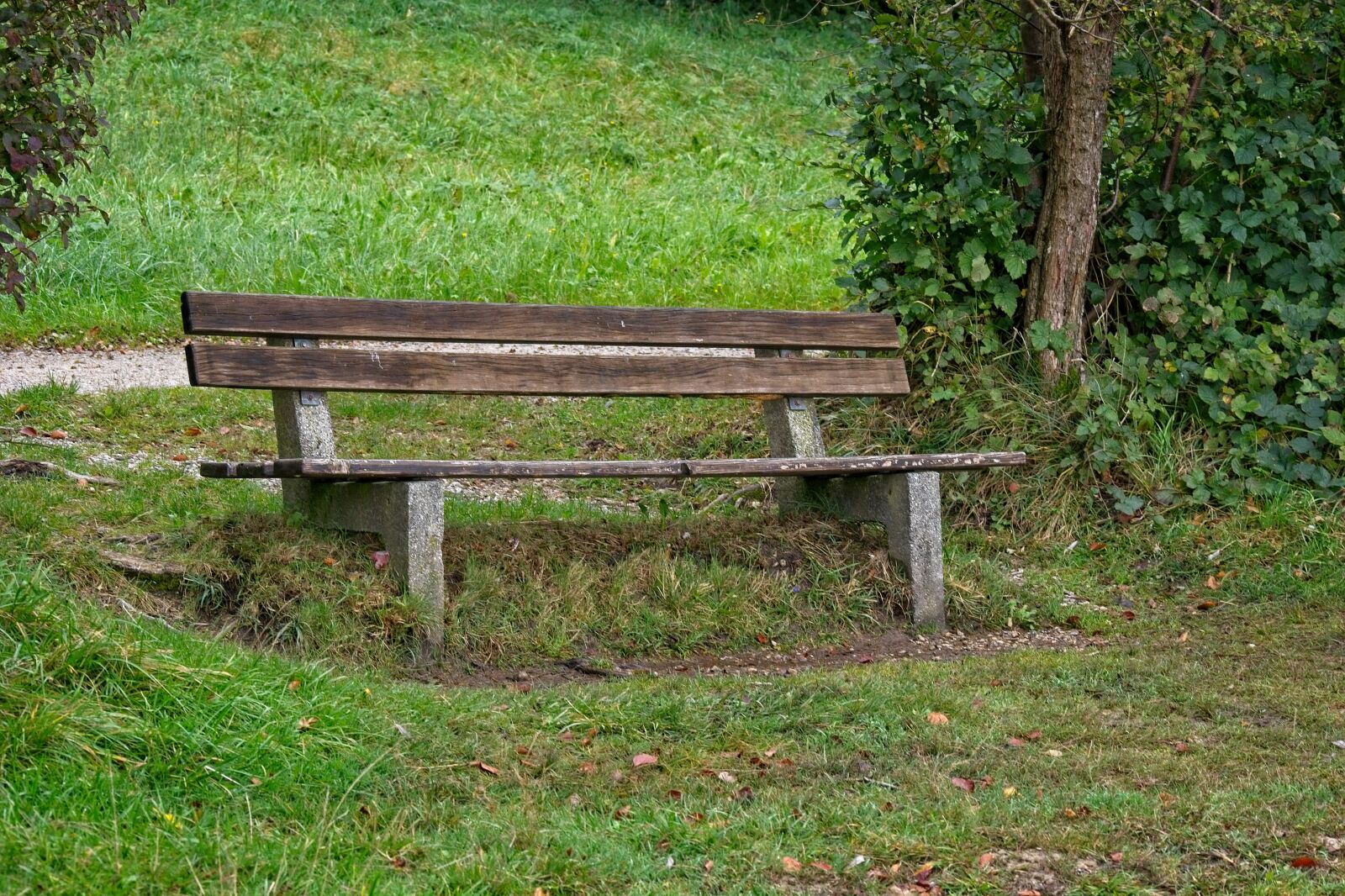 Nikon D7100 sample photo. Bench, forest, bank photography