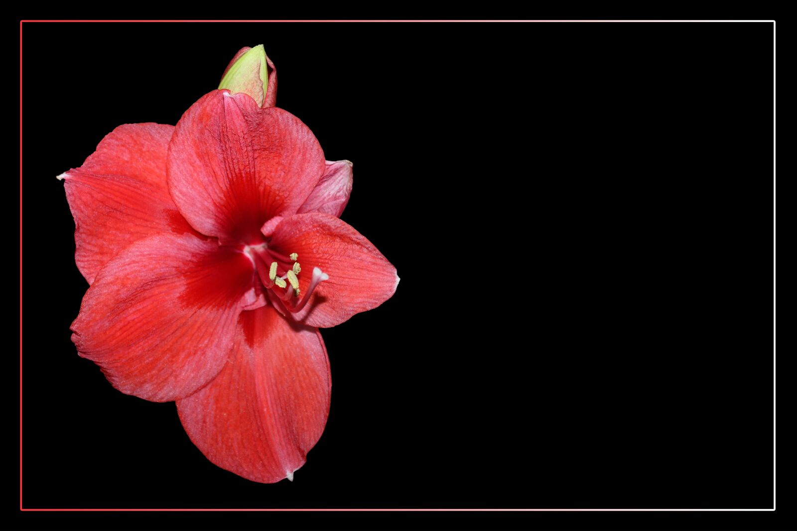 Canon EOS 600D (Rebel EOS T3i / EOS Kiss X5) sample photo. Blossom, bloom, flower photography