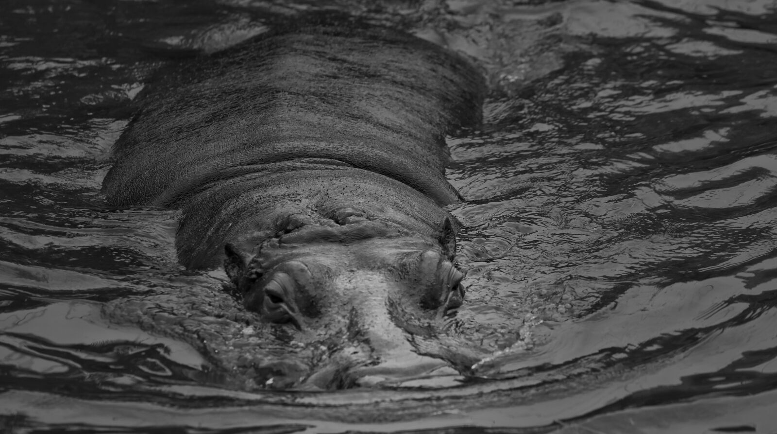 Canon EF 70-200mm F4L USM sample photo. Hippo, animal, mammal photography