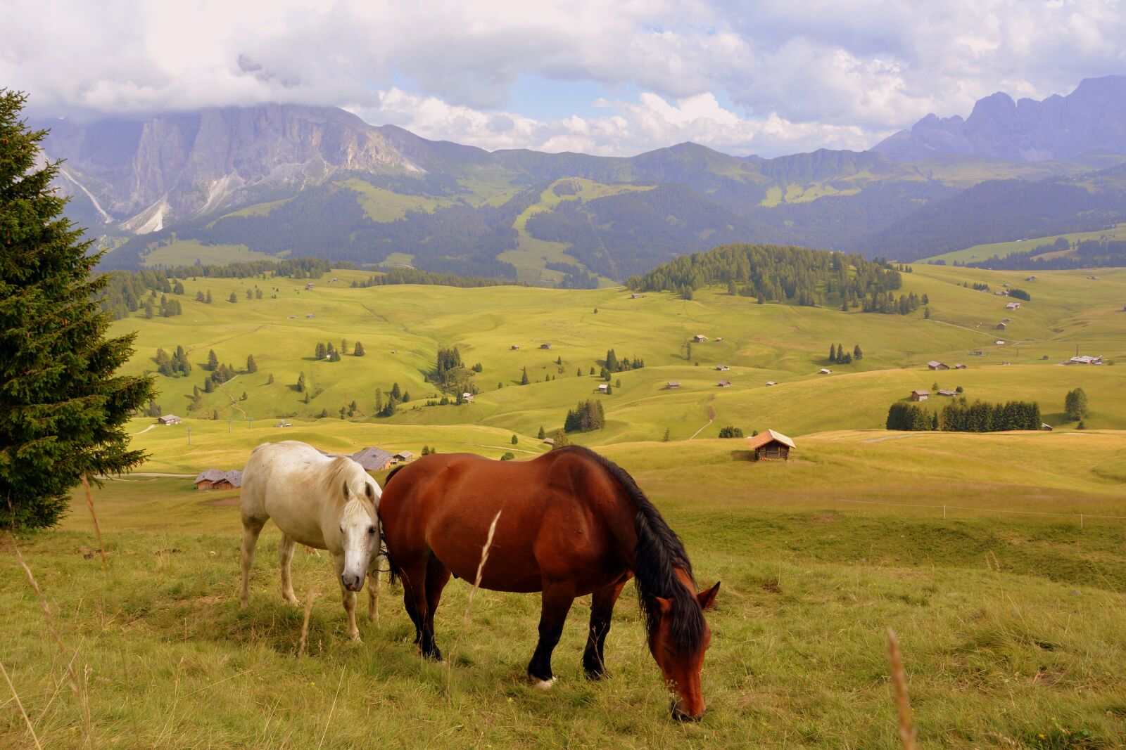 Nikon D7100 sample photo. Horse, prato, dolomites photography