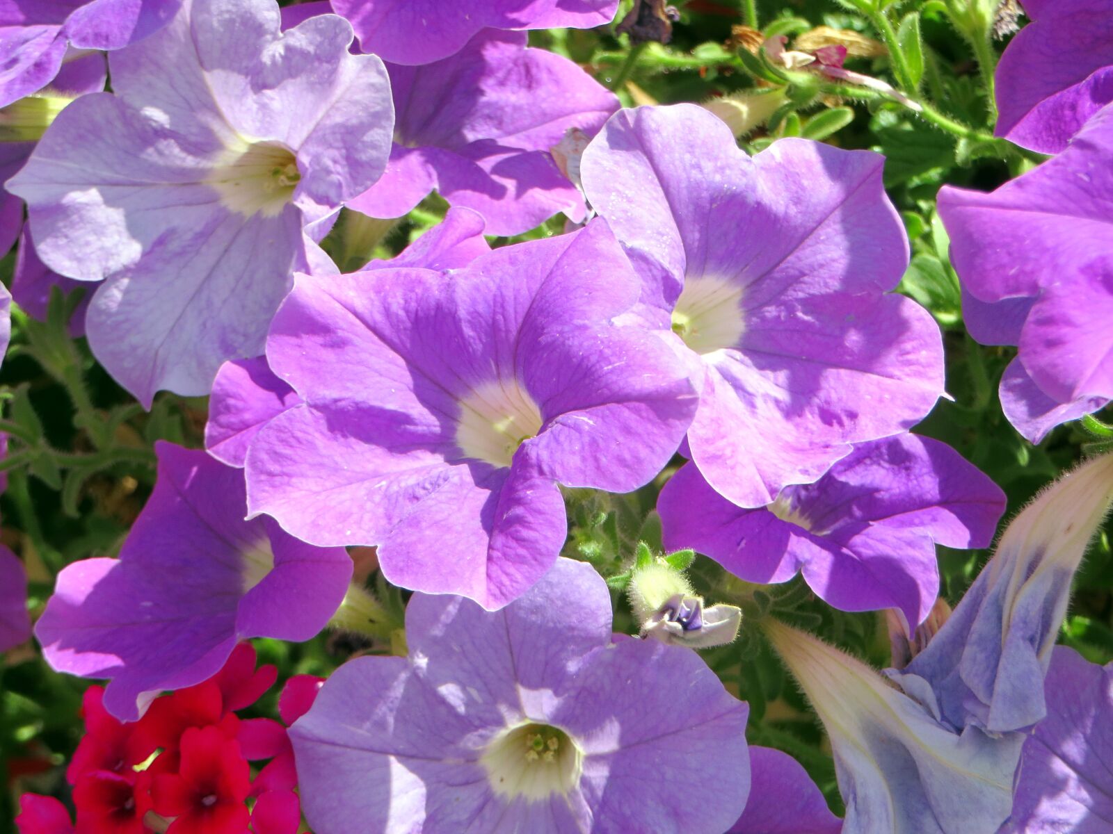 Canon PowerShot SX270 HS sample photo. Petunias, massif, flowers photography