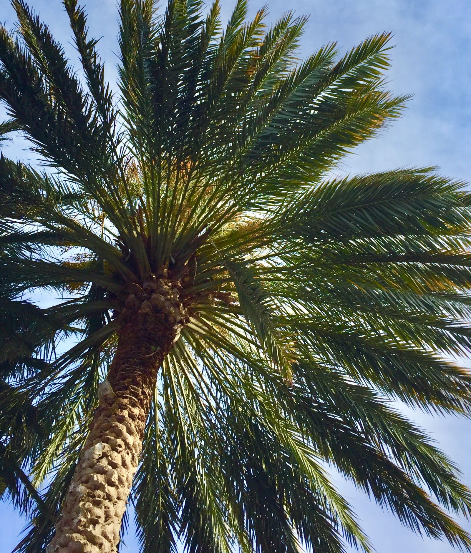 Apple iPhone 6 sample photo. Palm, tree, palm tree photography