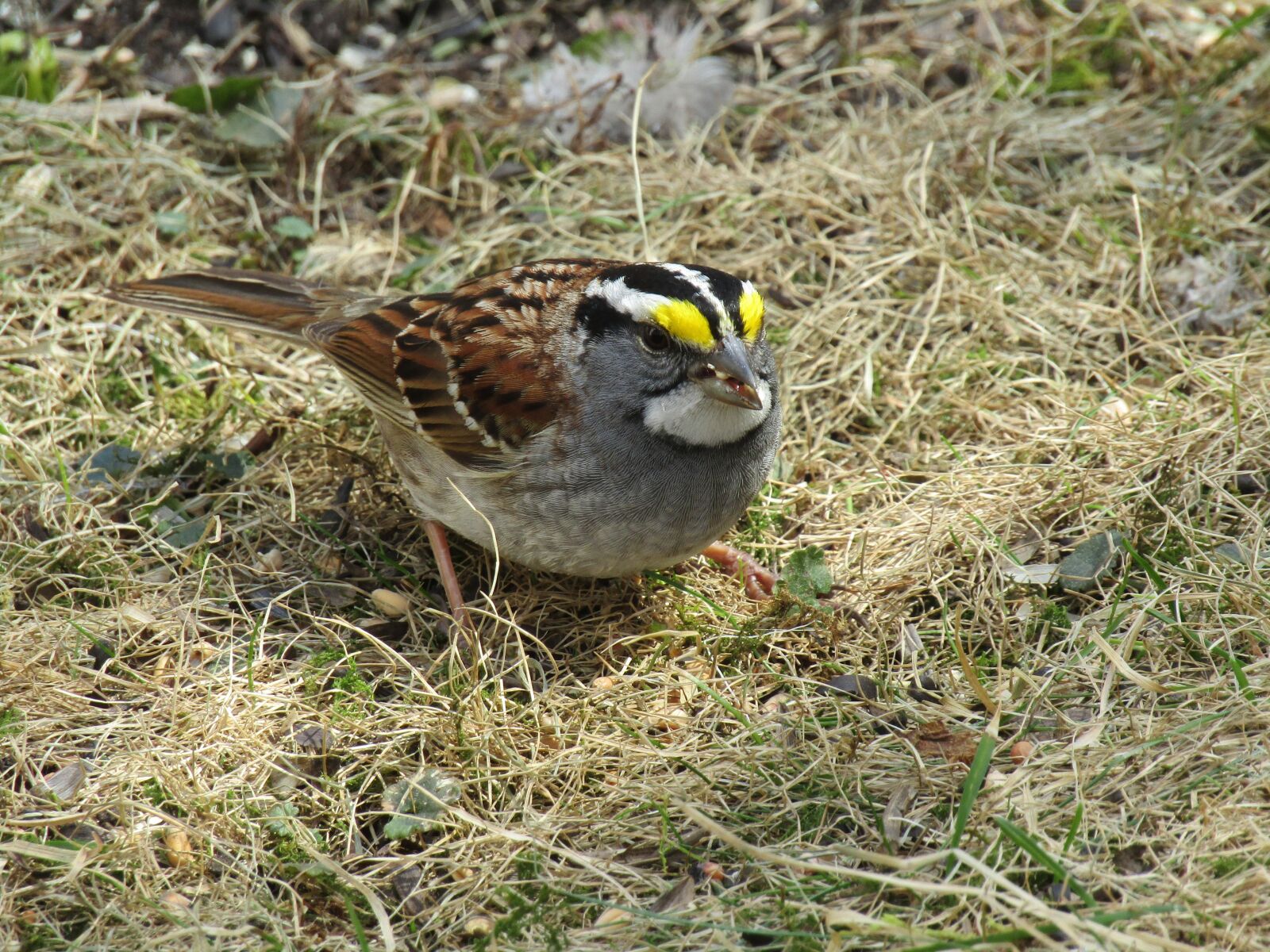 Canon PowerShot SX420 IS sample photo. Bird, nature, wildlife photography