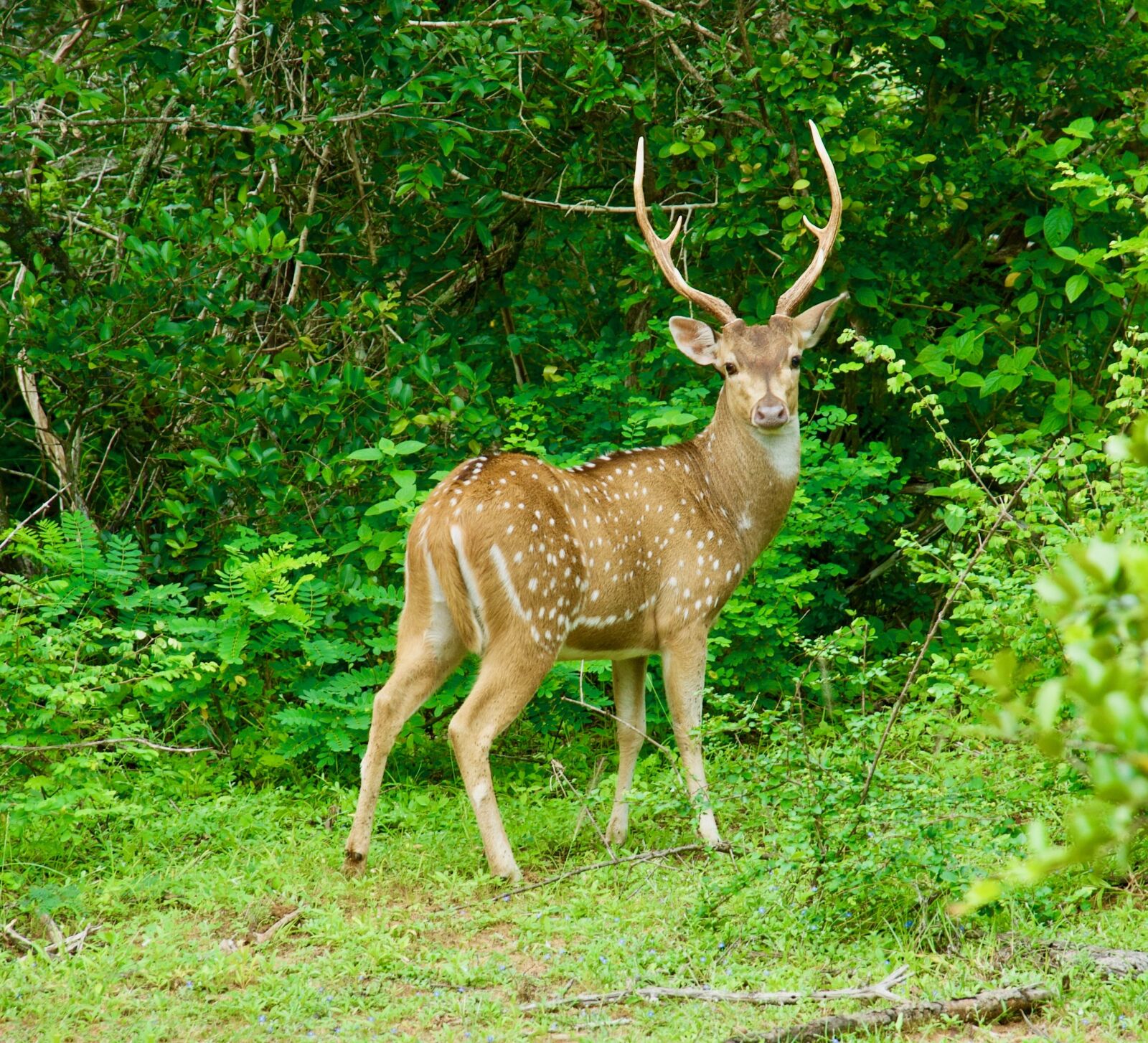 Nikon D200 sample photo. Deer, mammals, wild animals photography