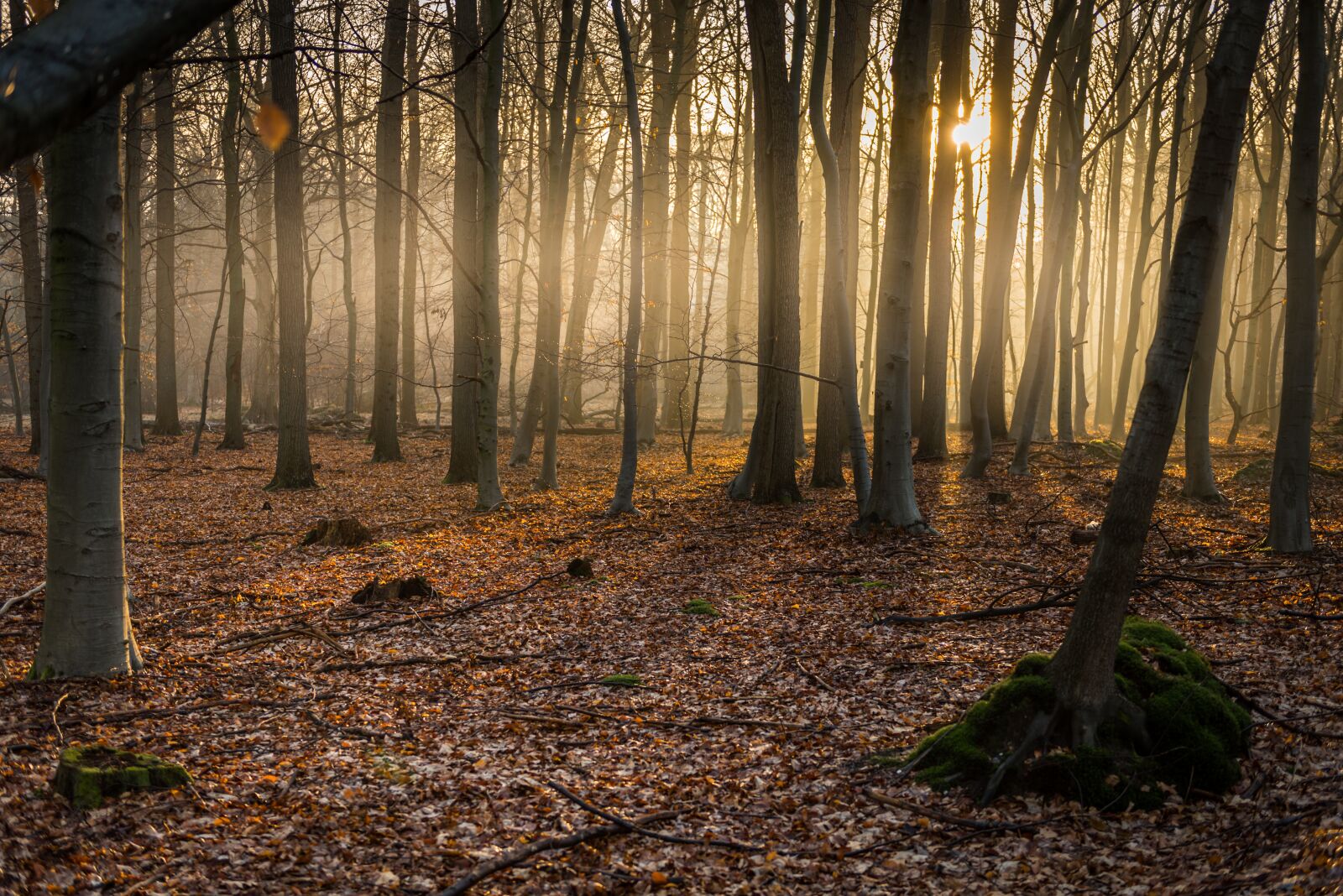 Nikon D750 sample photo. Wood, tree, autumn photography