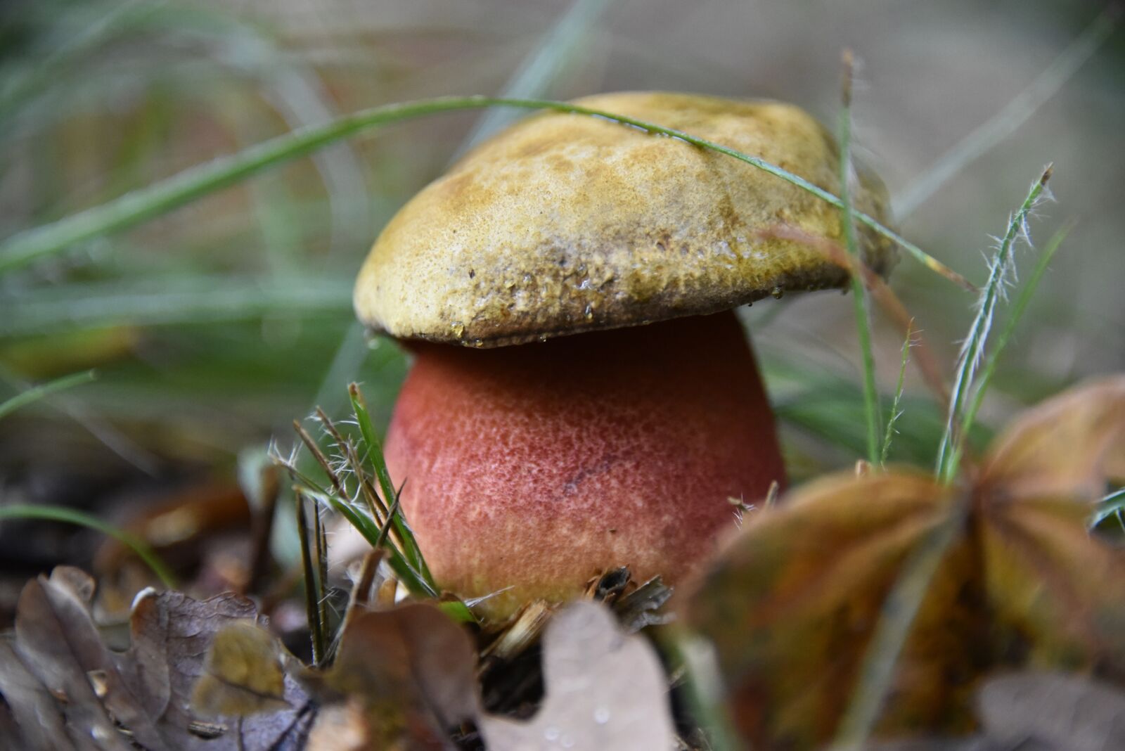 Nikon D750 sample photo. Mushroom, cep, forest photography