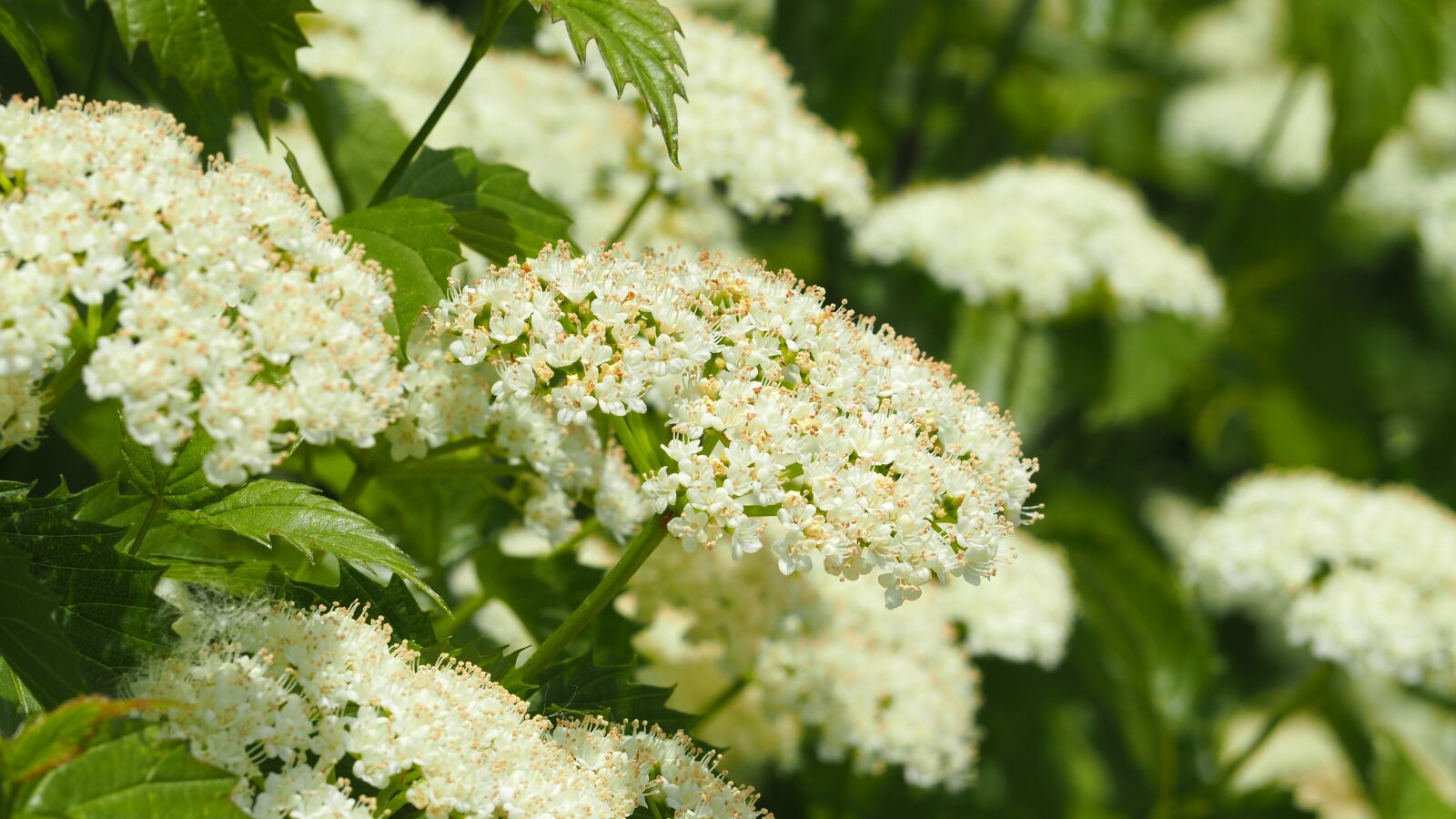 Olympus OM-D E-M10 II sample photo. White flower, white, flower photography