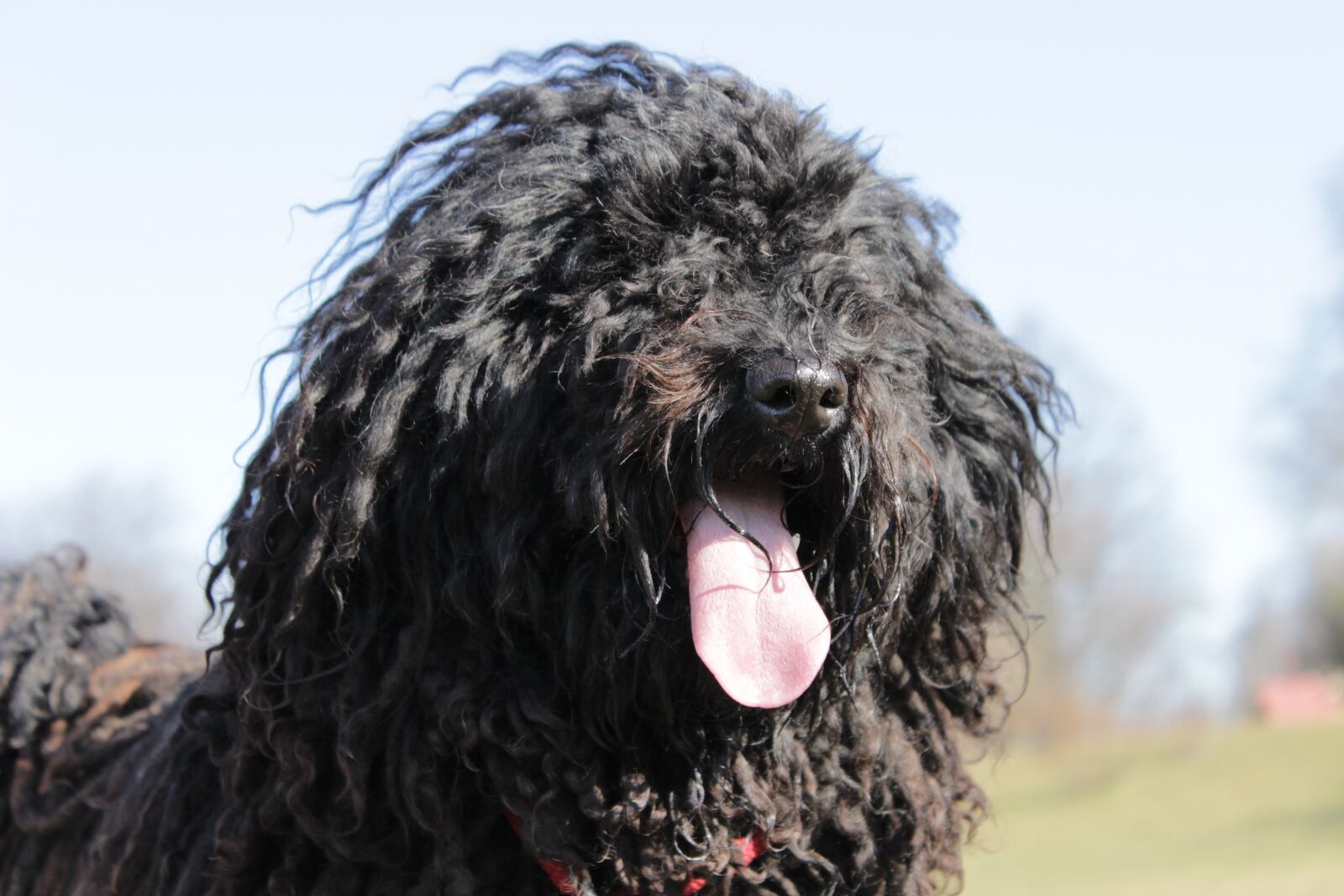 Canon EOS 600D (Rebel EOS T3i / EOS Kiss X5) sample photo. Dog, snout, tongue photography