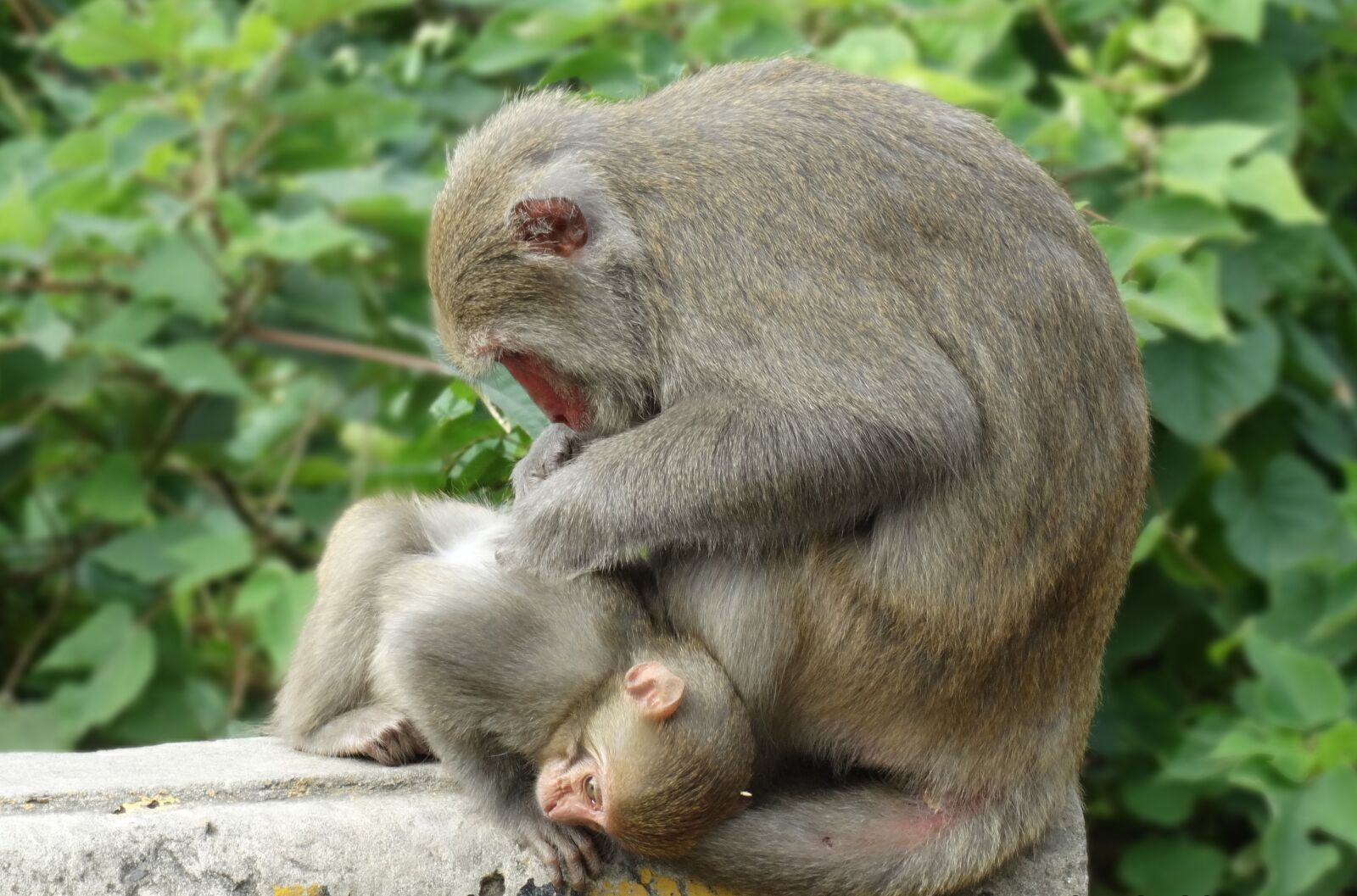 Sony Cyber-shot DSC-HX300 sample photo. Taiwan macaques, shoushan, macaque photography