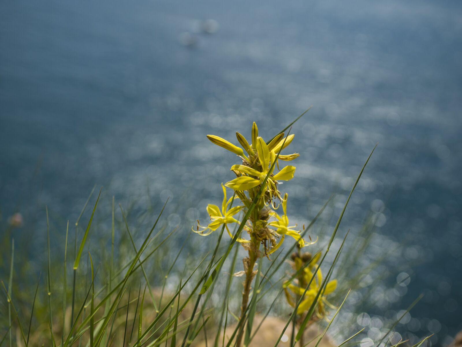 Olympus OM-D E-M10 II + Olympus M.Zuiko Digital 25mm F1.8 sample photo. Flowers, sea, grass photography