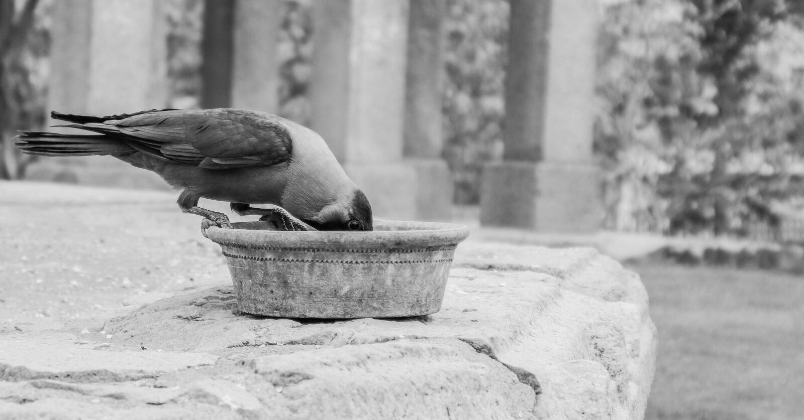 Canon EOS 200D (EOS Rebel SL2 / EOS Kiss X9) sample photo. Bird, black, wildlife photography