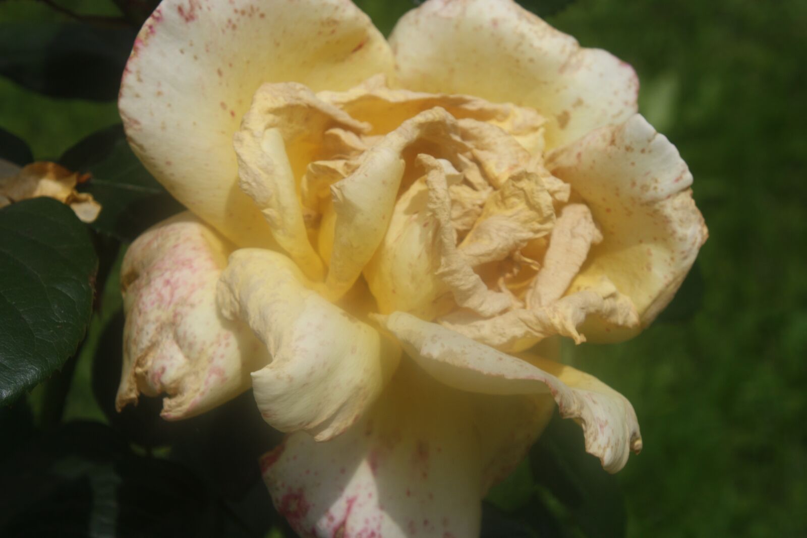 Canon EOS 450D (EOS Rebel XSi / EOS Kiss X2) sample photo. Rose, yellow, bloom photography