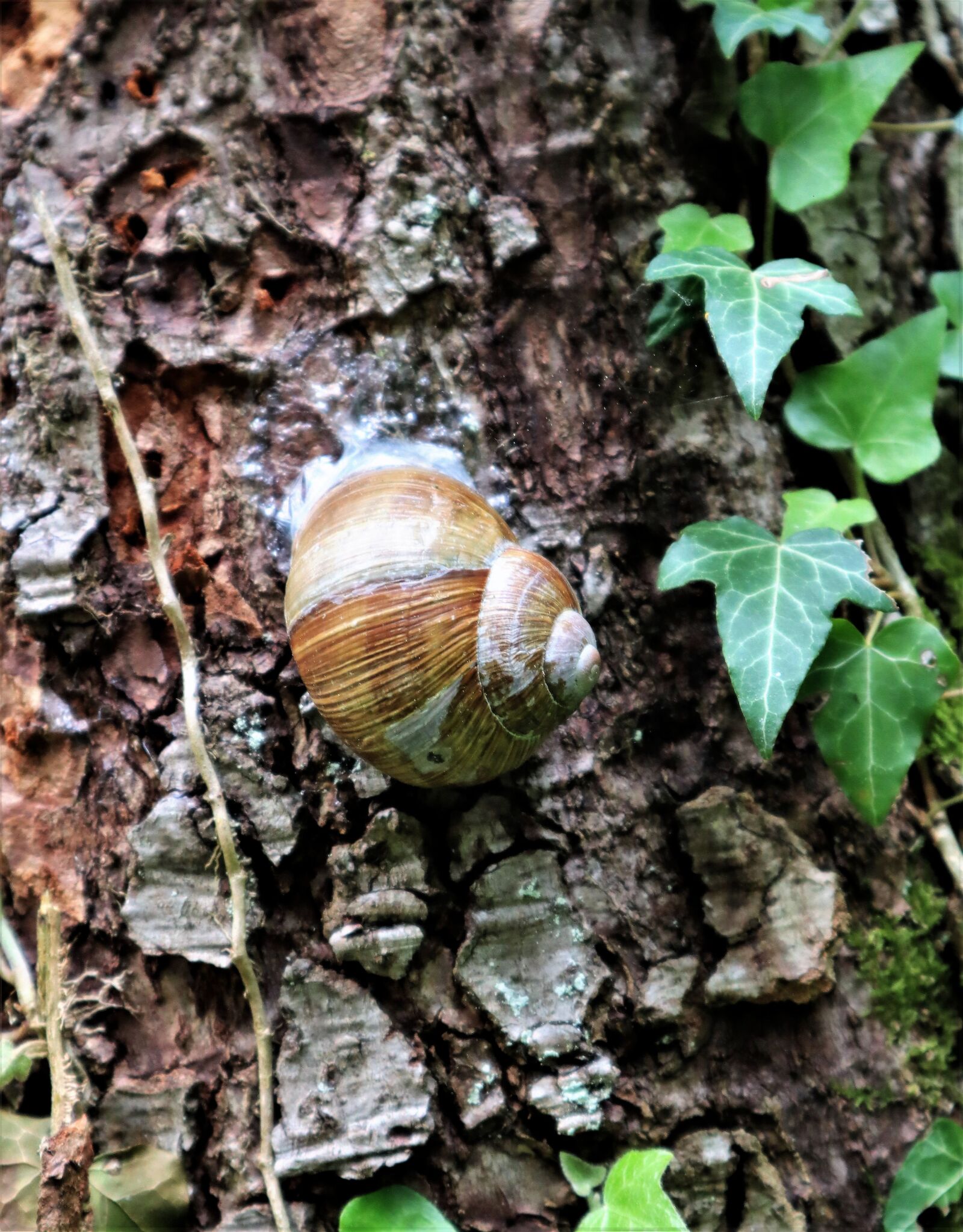 Canon EOS M50 (EOS Kiss M) sample photo. Tree, snail, shell photography