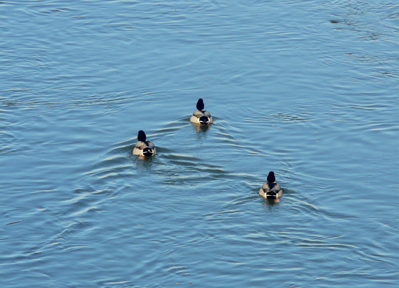 Panasonic DMC-FZ18 sample photo. Ducks, river, three photography