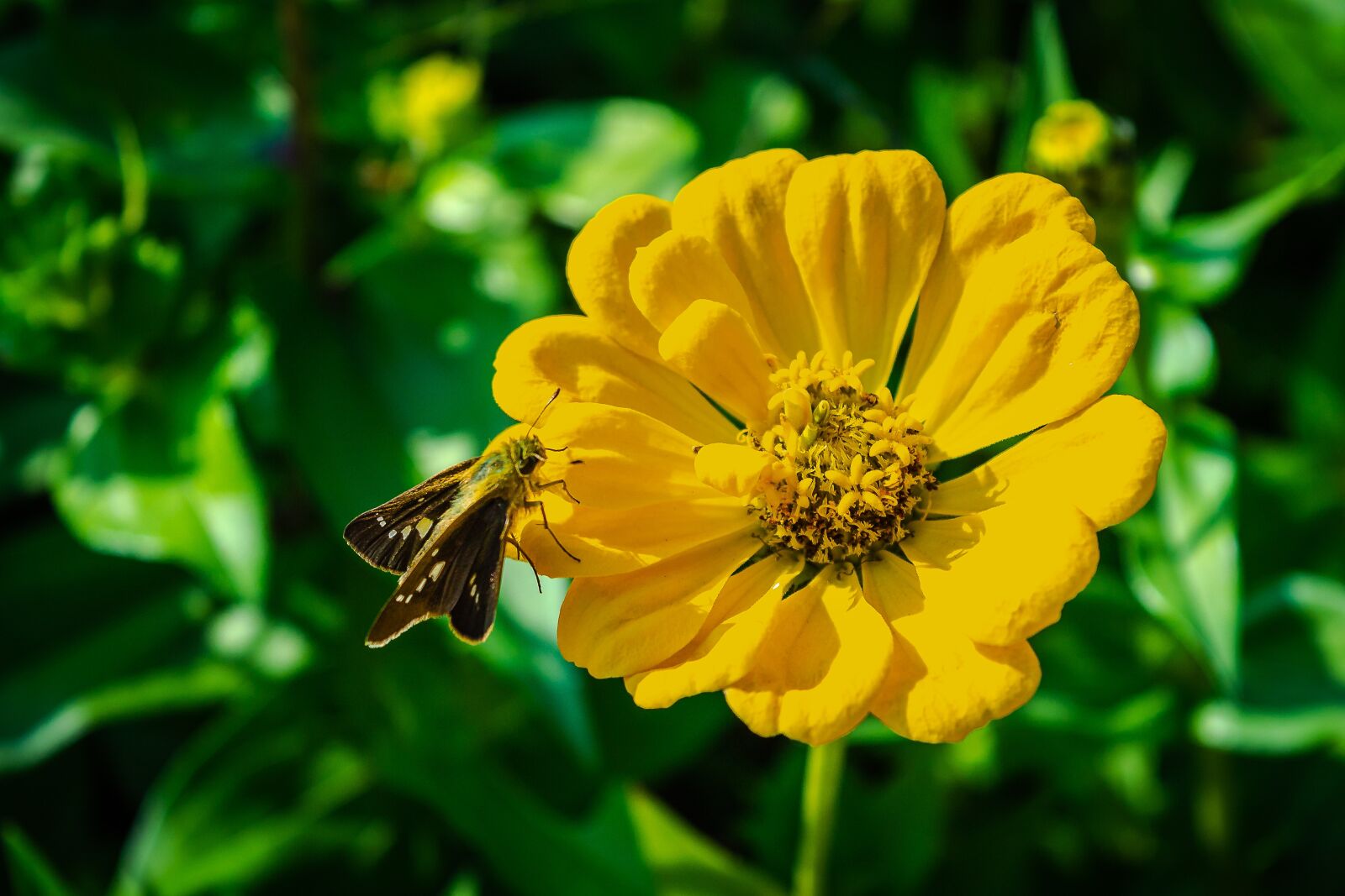 Nikon D3100 sample photo. Colorful, wing, yellow photography