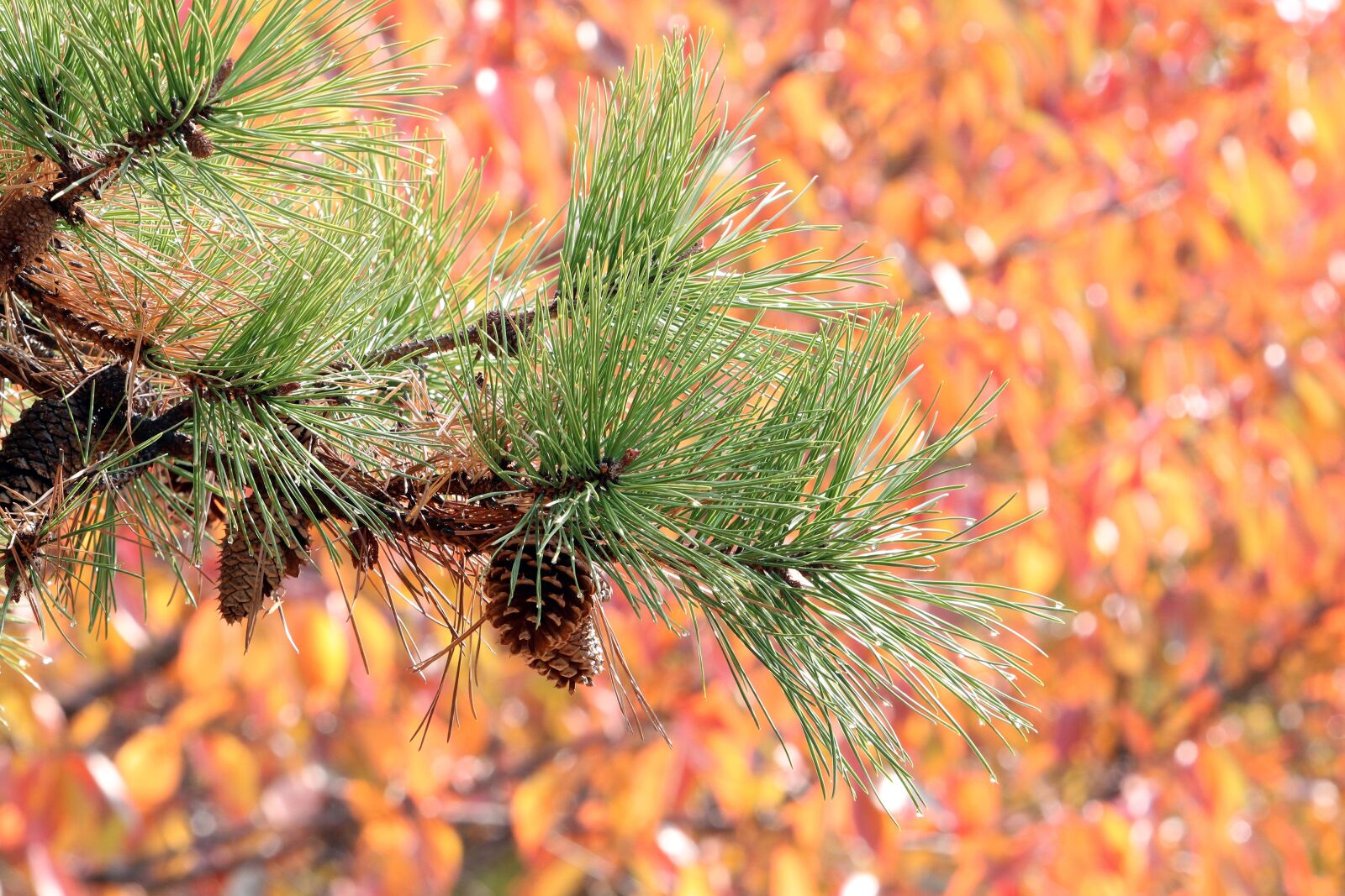 Canon EF 70-200mm F2.8L USM sample photo. Autumn leaves, maple, autumn photography