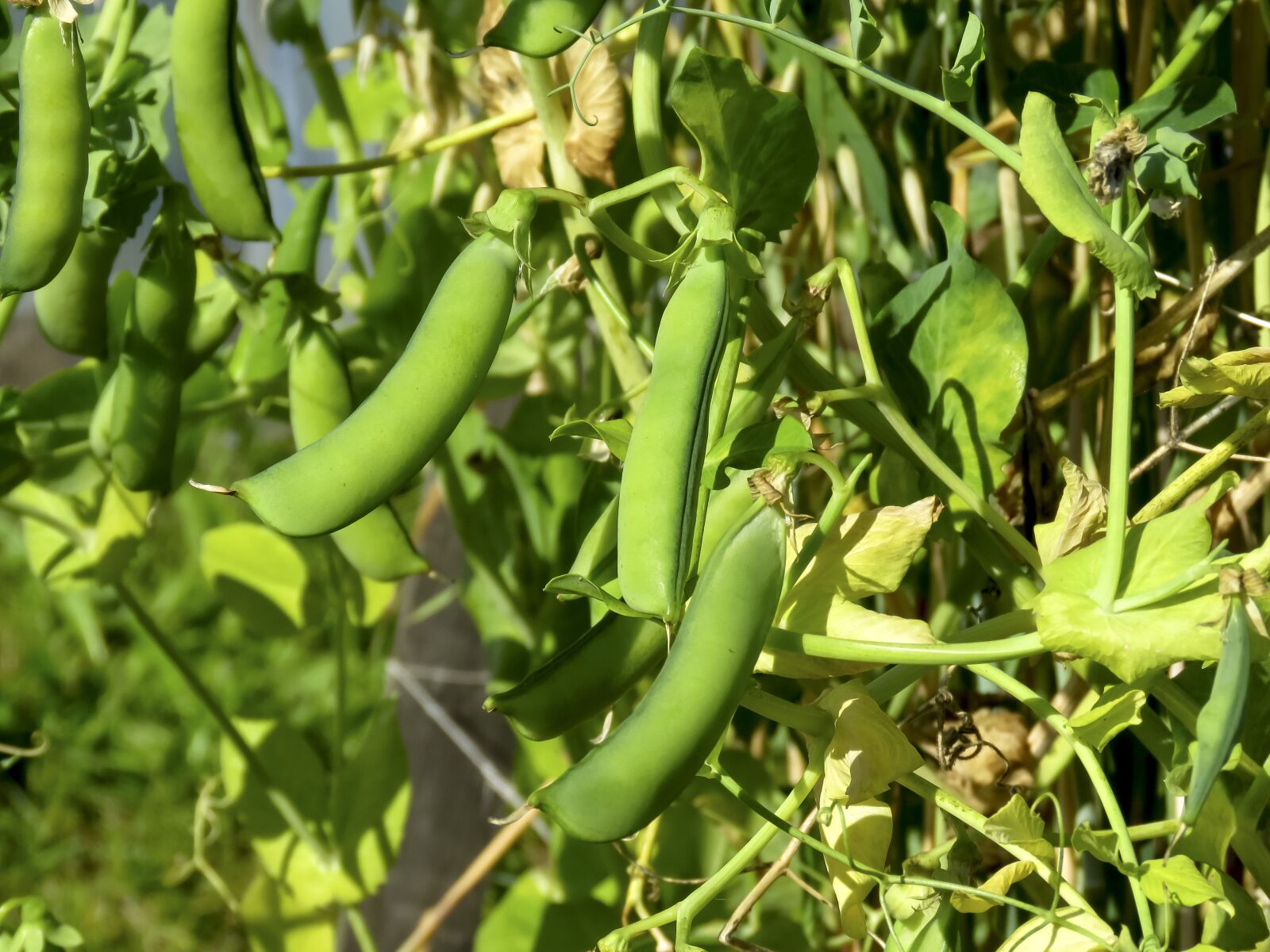 Canon PowerShot SX60 HS sample photo. Peas, green, struck photography