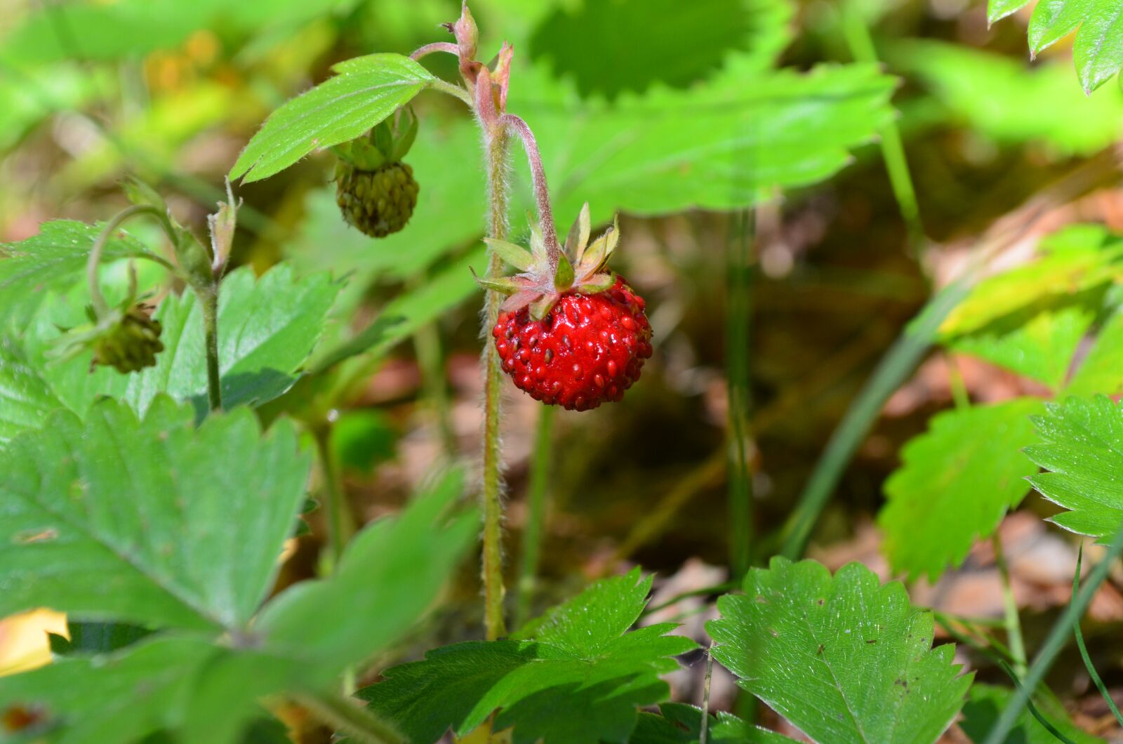 Nikon D5100 sample photo. Wild strawberry, strawberry, berry photography