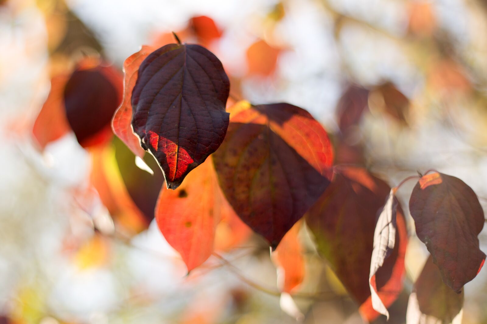 Canon EF 50mm F1.8 II sample photo. Leaves, leaf, brown photography