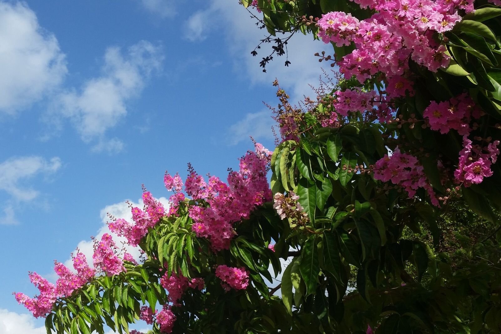 Samsung Galaxy S5 sample photo. Pink flower, tree, espumilla photography