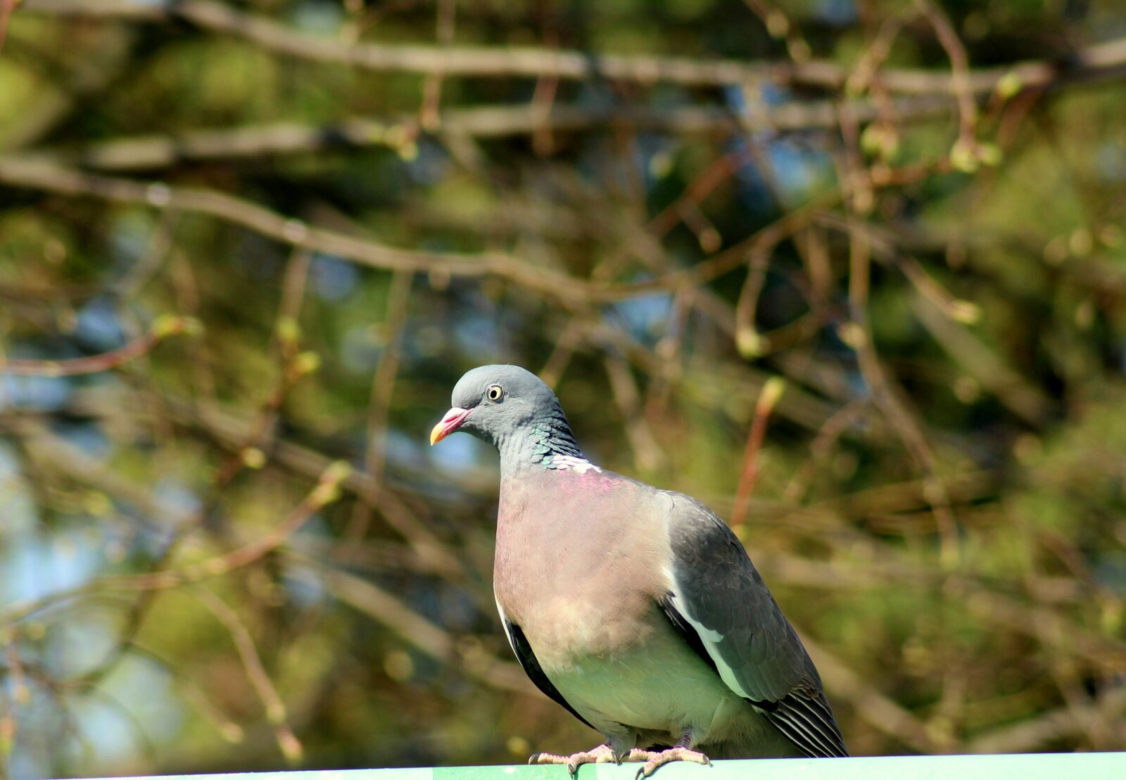Canon EOS 1200D (EOS Rebel T5 / EOS Kiss X70 / EOS Hi) sample photo. Dove, bird, beak photography