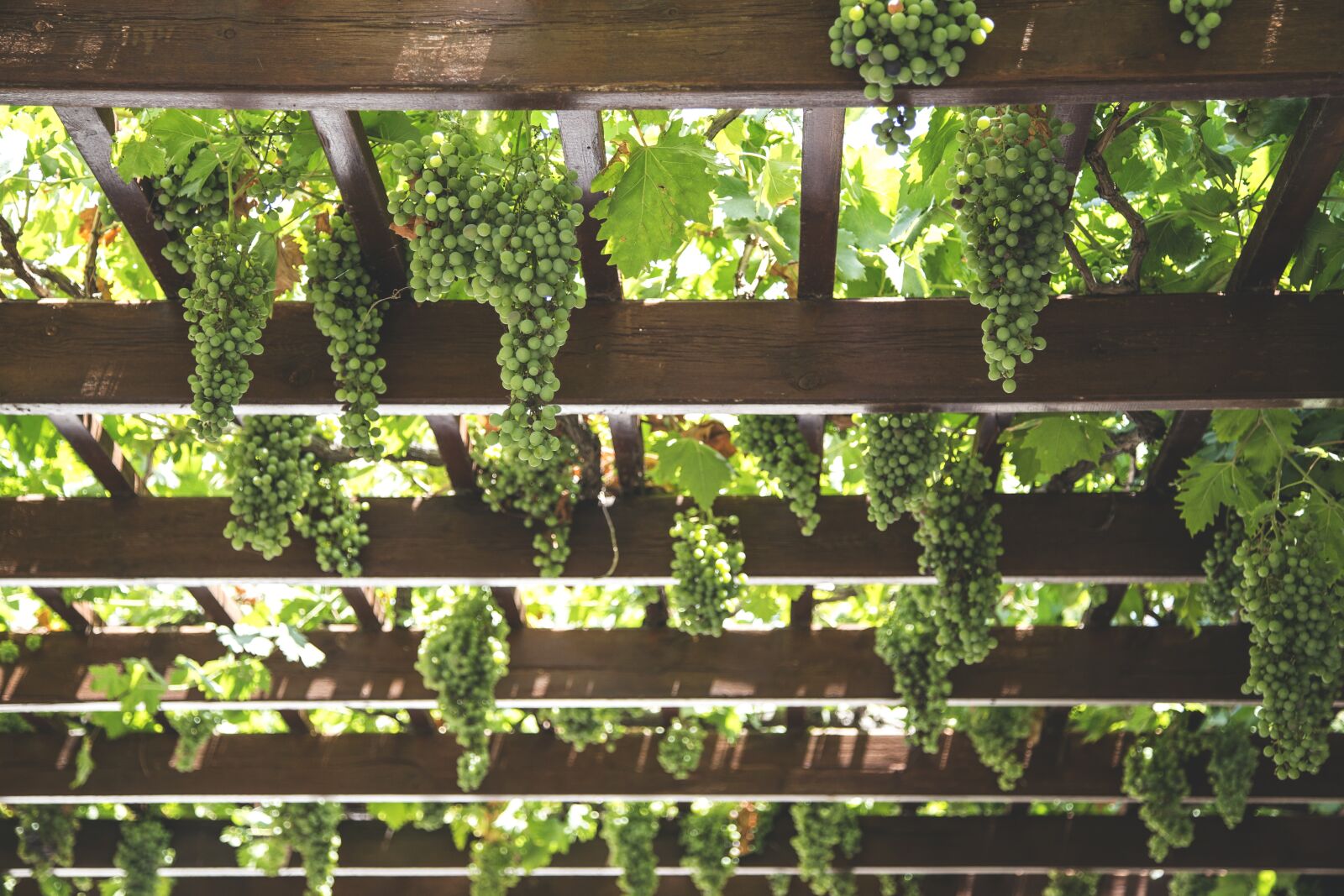 Canon EOS 6D + Canon EF 24-105mm F4L IS USM sample photo. Grapes, hang, vineyard photography